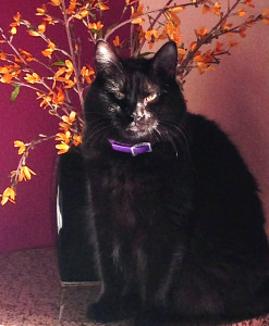photograph of Abby, our Goth Kitty