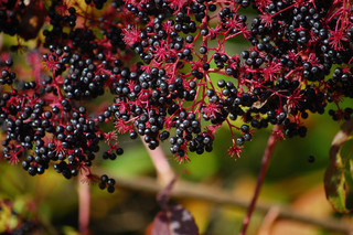 Aralia spinosa, Devil's Walking-stick photograph © Copyright Sheryl Pollock 2011