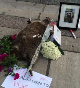Memorial for dead raccoon left on Toronto street