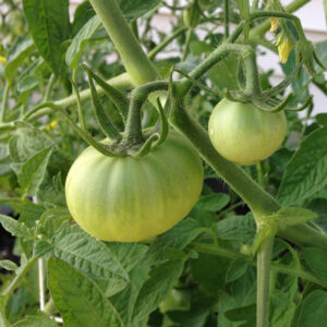 green_tomatoes_31Jul15