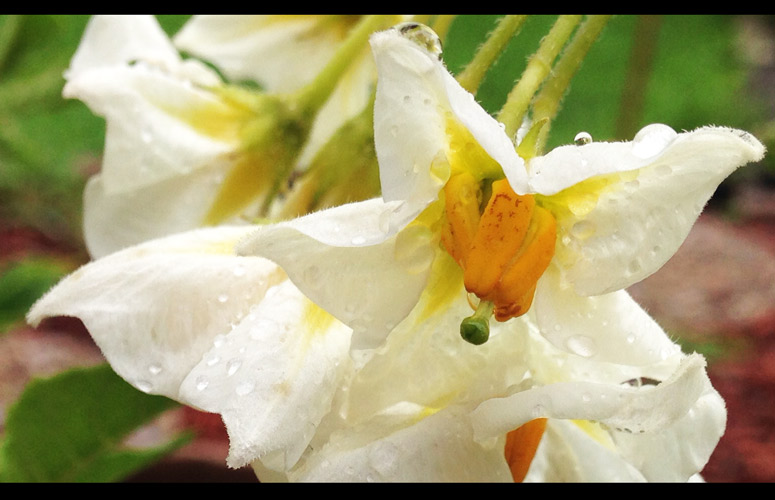 potato blossoms after rain