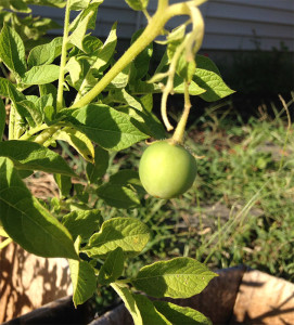 Fruit on a potato plant in my garden - surprise!