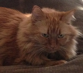 One Disgruntled Maine Coon
