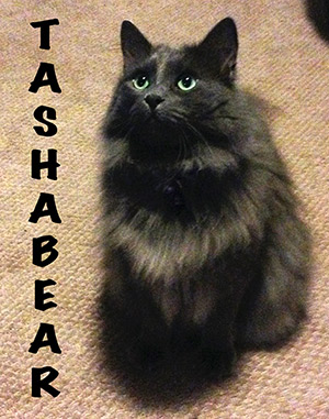TASHABEAR