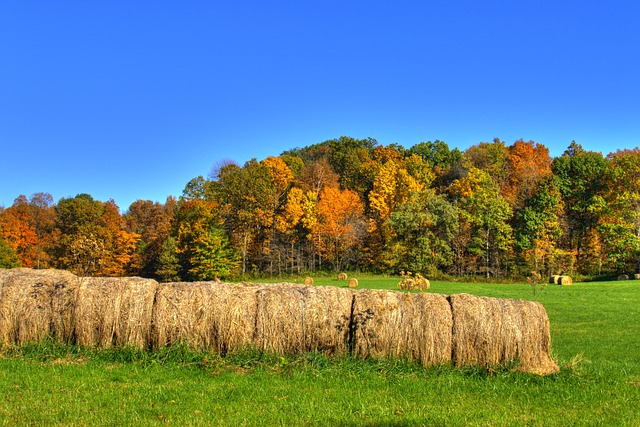 autumn hay bales