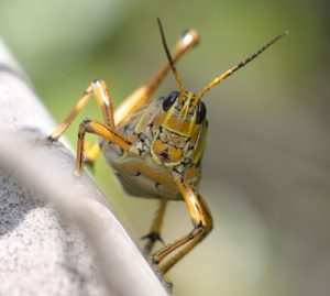 grasshopper