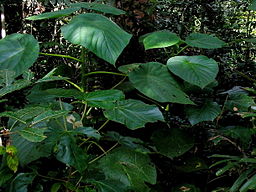 By Cgoodwin (Own work) CC BY 3.0 (http://creativecommons.org/li, via Wikimedia Commons