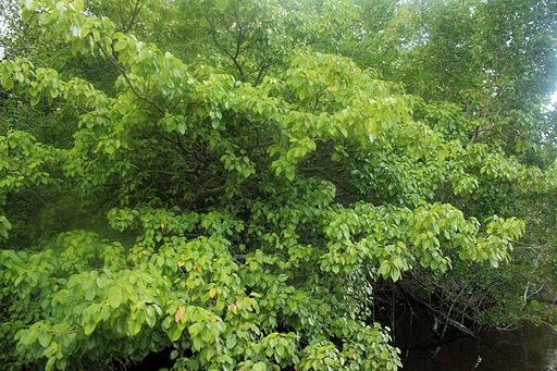 Public domain photo of a manchineel tree by Yinan Chen