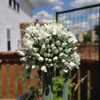 Onion blossom from my deck garden