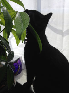 Tony_likes_plants