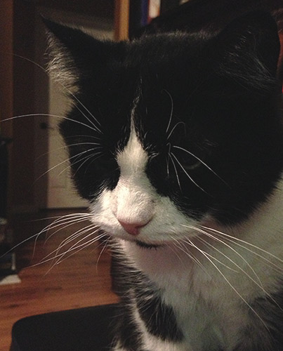 RIP Mr. Patches, also known as Fat Boy and Psycho Kitty Patches