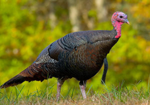 Wild Turkey, Eastern US - public domain image via Wikipedia