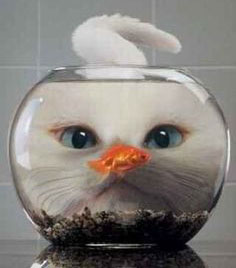 cat_v_fish