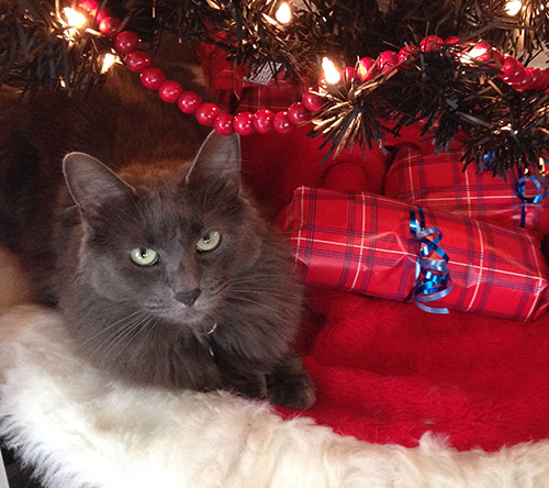 Pepper's Holiday Bed