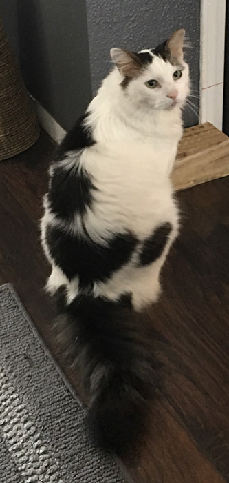 Peyton, December 2017, 8 years old