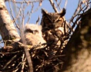 baby owl in a nest