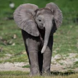 picture of a baby elephant standing in a green field