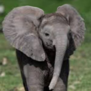 picture of a baby elephant standing in a green field, but closer