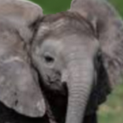 picture of a baby elephant in a green field, but closer